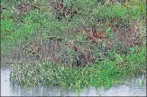  ??  ?? Around 14 mangrove trees were damaged at Panje wetland in Uran, according to the state forest department.