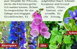 essbaren farn kaufen Kaufen Sie Hängefarn zu Hause online – Urbangreen main image 0