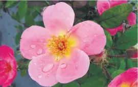  ??  ?? IN THE PINK. ‘Cocktail’ climbing rose is always a feature.