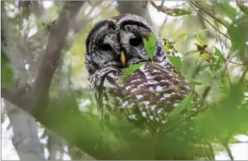  ?? PHOTO BY MARK STEPHENSON ?? A barred owl was spotted in Bolinas in September. Barred owls are eastern birds that expanded their range westward into the Pacific Northwest and, more recently, into California.