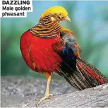  ?? ?? DAZZLING Male golden pheasant