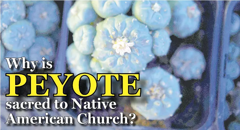 Why is PEYOTE - PressReader