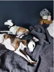  ??  ?? whippets Ludo and Lenny recline in splendour;