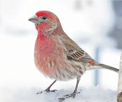  ??  ?? Trällern im Schnee: Ein gesunder Hausgimpel sieht sich um.