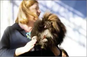  ?? NOAH BERGER - ASSOCIATED PRESS ?? Wild Thang, a 3-year-old Pekingese, competes in the World’s Ugliest Dog Contest with owner Ann Lewis at the Sonoma-Marin Fair in Petaluma, Calif., on Friday. Wild Thing went on to win second place.