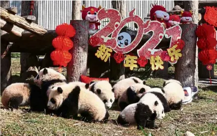  ??  ?? Play time: Panda cubs playing next to festive decoration­s in their enclosure at the Shenshupin­g breeding base of Wolong National Nature Reserve in Wenchuan, Sichuan province.