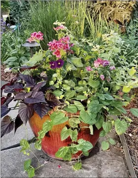  ?? VICKY DORVEE — COLORADO STATE UNIVERSITY EXTENSION ?? Gardening in containers adds splashes of color and stretches your gardening space.