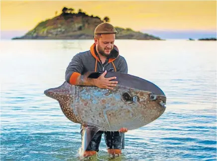  ?? Photos: FAIRFAX NZ ?? Rarity: Keir Toto with a rare disoriente­d sharp-tailed sunfish that found its way to Te Ngaere Bay beach.