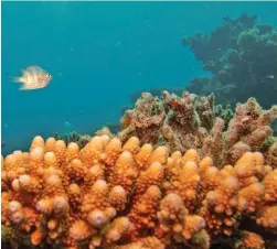  ??  ?? A sergeant major reef fish swims above staghorn coral. Scientists say the only way to fix the problem facing the Great Barrier Reef is to reduce emissions.