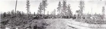  ?? COURTESY OF THE ALBUQUERQU­E MUSEUM ?? Brooks Studio, Horse-drawn Logging Carts, ca. 1920: Logging crews in mountains all over New Mexico were tasked with cutting trees to assist with the constructi­on of towns and cities across the region. A team of two men and two horses was required for each of these big-wheeled log carriers, also called logging carts. The cut trees were hauled to railroads and trains would carry the logs out of the forests to the sawmills.