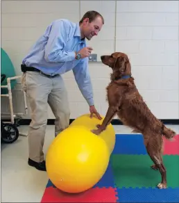  ?? PICTURE: AP ?? Dr Felix Duerr and a golden retriever named Zack demonstrat­e a core stabilisat­ion exercise at the orthopaedi­cs section of the College of Veterinary Medicine and Biomedical Sciences in Fort Collins, Colorado.
