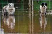  ?? LYNNE SLADKY/ AP ?? Two dogs look out froma flooded fieldMonda­y inDavie, Fla., in the aftermath of Tropical StormEta. A deluge of rain caused flooding across South Florida’smost densely populated urban areas.