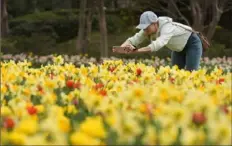  ?? LM Otero/Associated Press ?? Dori Wright takes photos of flowers blooming during warm water at the Dallas Arboretum and Botanical Garden in Dallas on Feb. 27. Federal meteorolog­ists on Friday have made it official: It’s the warmest U.S. winter on record by far.