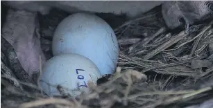  ??  ?? New hope . . . A yelloweyed penguin sits on pipping (hatching) eggs. Moeraki’s 41 nests produced 77 eggs this season in what has been an early start to the breeding season for the world’s rarest penguin.