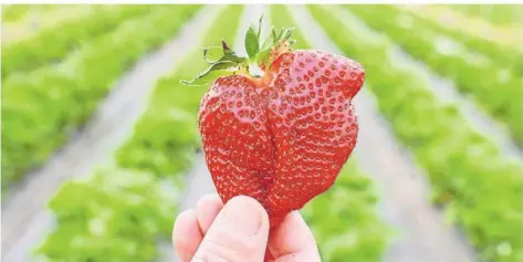  ?? FOTO: ULI DECK/DPA ?? Rot und süß, so stellen Obstbauern sich die perfekte Erdbeere vor. In Deutschlan­d beginnt vielerorts in diesen Tagen die Ernte.