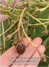  ??  ?? Hand-pollinatio­n resulted in a single viable fruit.