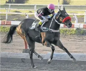  ??  ?? Doblete.
Muñeca Soñada ganó la Polla platense y busca la de Palermo.