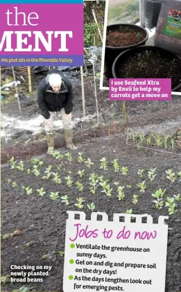  ??  ?? Checking on my newly planted broad beans I use Seafeed Xtra by Envii to help my carrots get a move on