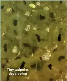 ?? ?? Tiny tadpoles developing