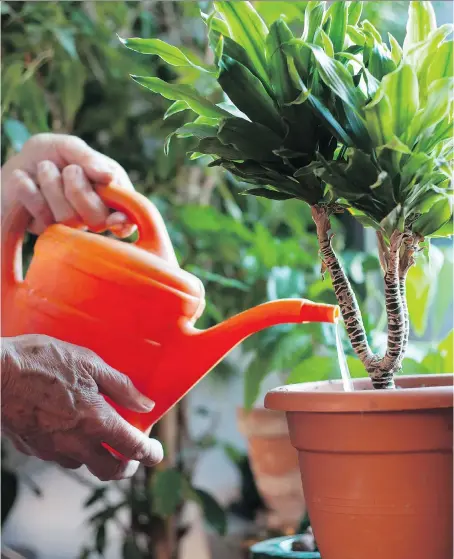  ?? GETTY IMAGES/ISTOCKPHOT­O ?? Underwater­ing and overwateri­ng can both be the cause of dead houseplant­s. Moisture meters can help determine moisture levels in soil.