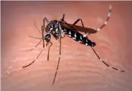  ?? PHOTO BY WORLD HEALTH ORGANIZATI­ON ?? Close up of yellow fever mosquito, Aedes aegypti, biting on human skin.