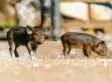  ?? Foto: Fabrizio Vignali, Tierpark Goldau, dpa ?? Zwei der Ferkel auf Schnüffelj­agd im Naturund Tierpark Goldau. Schwarze Alpenschwe­ine sind übrigens trotz ihres Namens nicht immer schwarz.