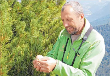  ?? FOTOS: SIMONE HAEFELE ?? Naturpark-Geschäftsf­ührer Ernst Partl hat ein ganz besonderes Verhältnis zur Zirbe.