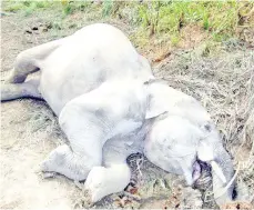  ??  ?? The dead elephant found near an abandoned logging camp.