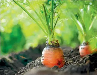  ?? SALLY TAGG ?? There are more than 30 varieties of carrot in shades of orange, red, yellow and purple.