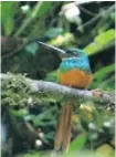  ?? STEVE CURTIS PHOTO ?? A rufous-tailed jacamar in Belize.