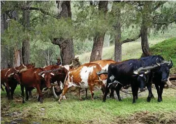  ?? PHOTOS: CONTRIBUTE­D ?? DAY’S WORK: The Gleneden Family Farm bullock team hard at work with owner Rohan Morris.