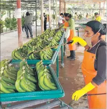 ?? CORTESÍA ?? Hacienda. Un grupo de trabajador­es alista el banano para la exportació­n.