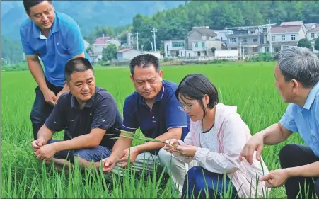  ?? PROVIDED TO CHINA DAILY ?? Researcher­s from Anqing Vocational and Technical College assist farmers in Taihu county, Anhui province, in caring for rice seedlings last summer.
