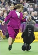  ??  ?? The Standard Poodle and trainer compete during the Non-Sporting Group judging.