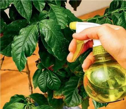  ??  ?? If you do find pests on your house plants, the best way to get rid of them is with water and a little dishwashin­g liquid.