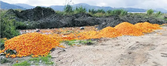  ??  ?? Brdo odbačenih mandarina kod Opuzena fotografir­ala je ekoaktivis­tica Ana Musa, a reakcije su preplavile Facebook i internetsk­e portale