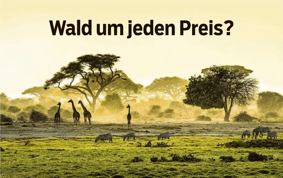  ?? Foto: apinz/adobe.stock.com ?? Kein Wald, aber dennoch ein wertvolles Ökosystem: die afrikanisc­he Savanne.