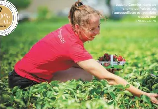  ?? FABRICE GAËTAN ?? Josiane Cormier, dans un champ de fraises, où l’autocueill­ette est possible depuis peu