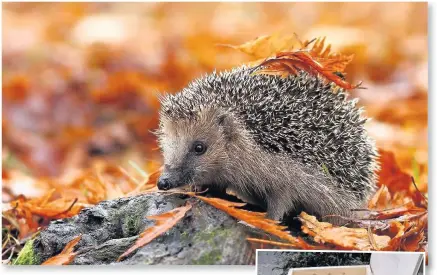  ?? Hedgehogs can still be seen out and about on autumn and winter nights ??