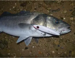  ??  ?? Et voilà le but du pêcheur du bord : le gros bar. Ce magnifique spécimen de quatre kilos, pris près d’une passe de la ria Formosa, m’a offert un combat épique.