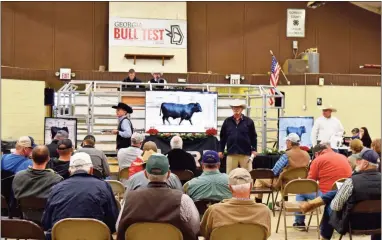 ?? Blake Silvers ?? Producers bid on cattle during the 2023 Georgia Bull Test sale at the Gordon County Livestock Pavilion.