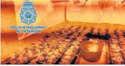  ?? CNP ?? Una plantación de marihuana desmantela­da por la Policía Nacional.