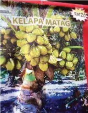  ??  ?? “Matag,” as advertised in this Malaysian newspaper, is a very popular crop in Malaysia and is used for backyard beautifica­tion and in commercial plantation­s.