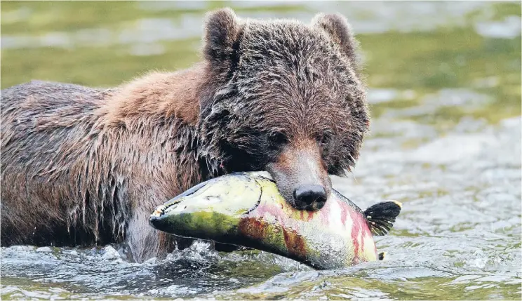  ?? Photo: Tom Rivest ?? Fishy feast: Bears devour salmon in spring, building up fat stores to get them through the long Canadian winter.