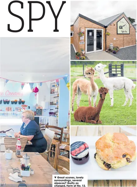  ??  ?? Great scones, lovely surroundin­gs, several alpacas? Guilty as charged, Farm at No. 12.