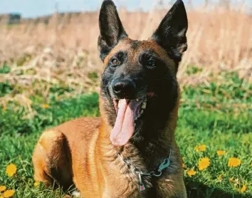  ?? Foto: Polizei ?? Spürhund „Puma“bewies in Bad Wörishofen einen guten Riecher.