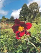  ??  ?? Dahlia ‘Mexican Star’.