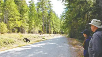  ??  ?? With certified bear guide Ellie Lamb, right front, a four-year-old female grizzly is not disturbed by us quietly watching her feast on kinnikinni­ck at the side of the highway near Tweedsmuir Park Lodge.