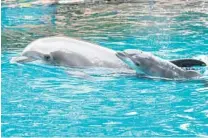  ?? DISCOVERY COVE/COURTESY ?? Discovery Cove welcomed a new baby dolphin named Moby on June 26, 2021.