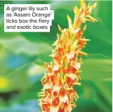  ??  ?? A ginger lily such as ‘Assam Orange’ ticks box the fiery and exotic boxes